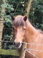 Bijrijdster gezocht voor IJslandermerrie, Dieren en Toebehoren, Paarden en Pony's | Overige Paardenspullen, Ophalen, Zo goed als nieuw