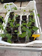 Peperplanten - Ancho Grande, Ophalen, Zomer, Volle zon