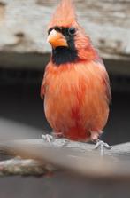 rode kardinaal man, Dieren en Toebehoren, Vogels | Overige Vogels, Mannelijk, Tropenvogel