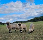 Wallischer Swartsnase ooi met lammeren, Dieren en Toebehoren, Schapen, Geiten en Varkens, Meerdere dieren, Schaap