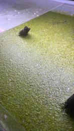 Eendenkroost, Dieren en Toebehoren, Vissen | Aquaria en Toebehoren, Ophalen, Nieuw, Plant(en), Steen of Hout