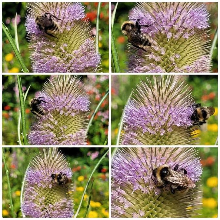Grote kaardebol inheems goed voor de bijen, Tuin en Terras, Planten | Tuinplanten, Overige soorten, Ophalen