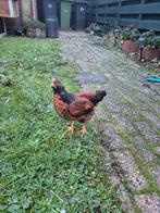 Barnevelder haantjes, kuikens., Dieren en Toebehoren, Pluimvee, Mannelijk, Kip