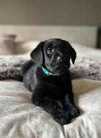 Friese stabij x Labrador pups ❤️, Dieren en Toebehoren, Overige rassen, 8 tot 15 weken, CDV (hondenziekte), Meerdere