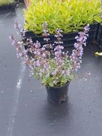 Nepeta purrsian in anderhalve liter potten, Tuin en Terras, Planten | Tuinplanten, Ophalen of Verzenden