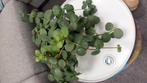 Peperomia hope stekjes, Overige soorten, Minder dan 100 cm, Groene kamerplant, Halfschaduw