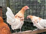 Hollandse kriel witpartijs, Dieren en Toebehoren, Meerdere dieren, Kip