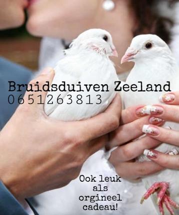 Bruidsduiven beschikbaar voor biedingen