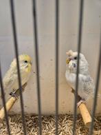 Grasparkieten, Meerdere dieren, Parkiet, Geringd