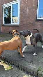 American stafford, Rabiës (hondsdolheid), Reu, Eén hond, 3 tot 5 jaar