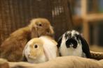 Gecastreerde konijnen | Lieve, jonge hangoordwerg konijnen!, Meerdere dieren, Dwerg, 0 tot 2 jaar