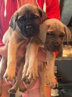 Cane cordo puppy’s, Dieren en Toebehoren, Overige rassen, Meerdere, Meerdere dieren, Nederland