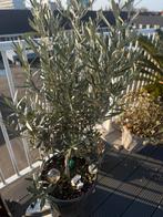 olijfboom, Tuin en Terras, Bloeit niet, 100 tot 250 cm, Olijfboom, Ophalen