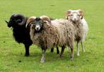 Ouessant dekram te leen gevraagd, Dieren en Toebehoren, Mannelijk, Schaap