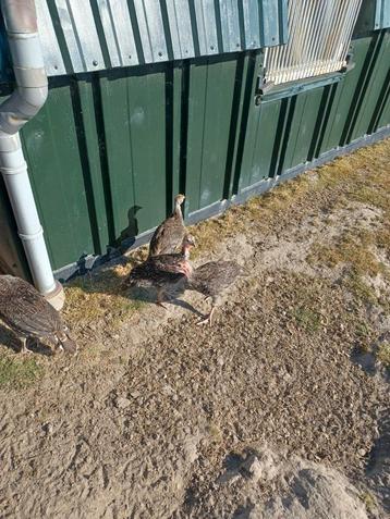Bronskalkoenen beschikbaar voor biedingen