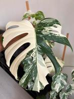 Monstera albo variegata, Groene kamerplant, Ophalen of Verzenden, Halfschaduw, Minder dan 100 cm