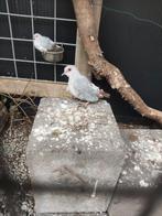 Diamantduif, diamant duifje, Dieren en Toebehoren, Vogels | Overige Vogels, Geslacht onbekend, Tropenvogel