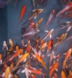 Import HQ Vlinderkoi mix ca 19 / 25 cm - Koidreams Valburg, Karper of Koi