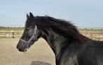 Bijna 3 jarige Friese merrie, Dieren en Toebehoren, Merrie, Minder dan 160 cm, Gechipt, Dressuurpaard