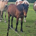 Jaarling hengst x fell pony, Dieren en Toebehoren, Pony's, Hengst, C pony (1.27m tot 1.37m), Onbeleerd, Recreatiepony