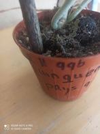 Hoya Quinquenervia pm 8 nummer H996, Ophalen of Verzenden, Overige soorten, Minder dan 100 cm