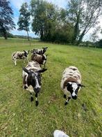 Ooien met lammeren, Dieren en Toebehoren