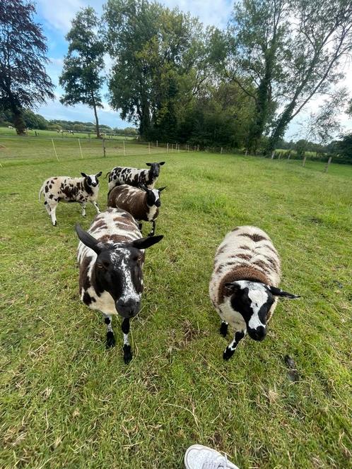 Ooien met lammeren, Dieren en Toebehoren, Schapen, Geiten en Varkens