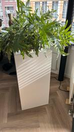 Kamerplant met witte zuil en pot, Ophalen, 100 tot 150 cm, Overige soorten, Halfschaduw