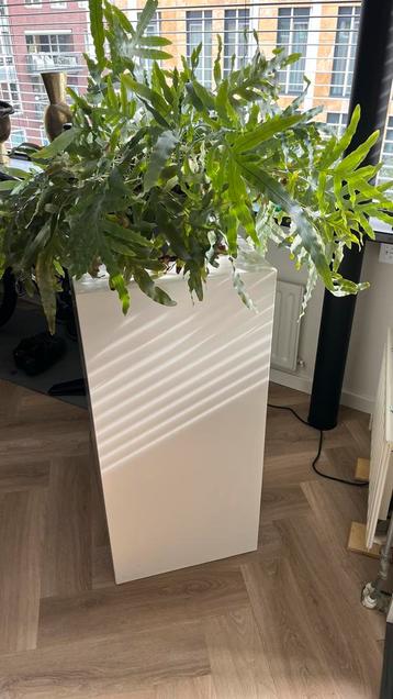 Kamerplant met witte zuil en pot beschikbaar voor biedingen