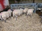 Bleu du maine ram lammeren, Dieren en Toebehoren, Schapen, Geiten en Varkens, Mannelijk, Schaap, 0 tot 2 jaar