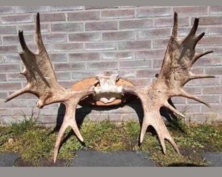 Werkelijk prachtige Eland Elanden schedel -pronkstuk! Gewei, Verzamelen, Dierenverzamelingen, Zo goed als nieuw, Schedel, Hert