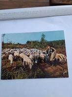 HERDER. MET KUDDE SCHAPEN, Ophalen of Verzenden, 1980 tot heden, Overige thema's