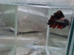 Betta splendens super delta kempvis man, Dieren en Toebehoren, Vissen | Aquariumvissen, Vis, Zoetwatervis