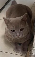 britse korthaar Raszuiver dekkater €200 Nu, 0 tot 2 jaar