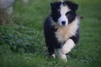 Border collie pups particulier geboren., Dieren en Toebehoren, Honden | Herdershonden en Veedrijvers, België, 15 weken tot 1 jaar