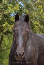 Een zielenmaatje voor Lelie (KWPNxNRPS) paard, merrie,5 jaar, Dieren en Toebehoren, Paarden, Recreatiepaard, Ontwormd, Merrie
