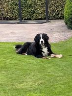 Berner Sennen pups, Meerdere, Meerdere dieren, Nederland, Fokker | Hobbymatig