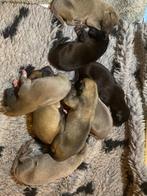 Whippet pups, Rabiës (hondsdolheid), Whippet, 8 tot 15 weken, Meerdere