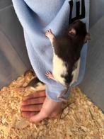 6 lieve tamme mannen rittens ratjes ratten beschikbaar, Mannelijk, Rat, Na 1 juli 2024, Tam