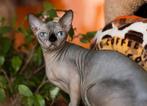 Verkocht!!! Prachtige sphynx poesje., Dieren en Toebehoren, Poes, Met stamboom, 0 tot 2 jaar