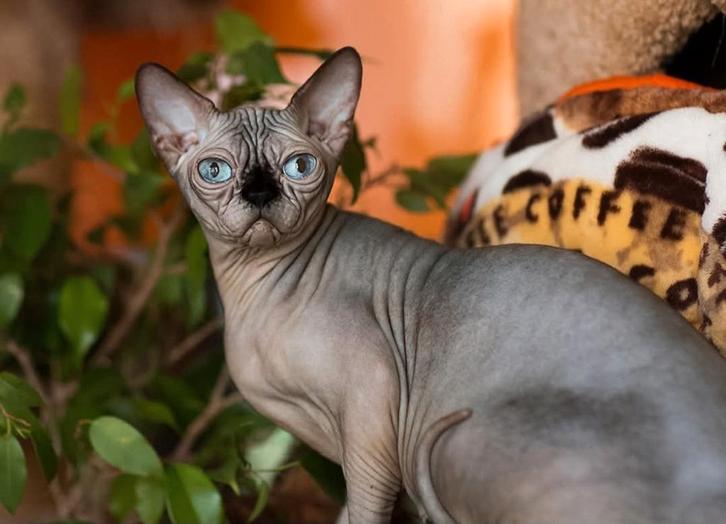 Verkocht!!! Prachtige sphynx poesje., Dieren en Toebehoren, Katten en Kittens | Raskatten | Korthaar, Poes, 0 tot 2 jaar, Met stamboom
