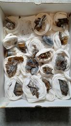 blauwe bariet uit Marokko! Mooie mineralen!, Verzamelen, Mineralen en Fossielen, Ophalen of Verzenden, Mineraal