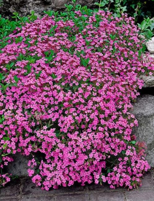 Zeepkruid plantjes, Tuin en Terras, Planten | Tuinplanten, Vaste plant, Bodembedekkers, Volle zon, Zomer, Ophalen