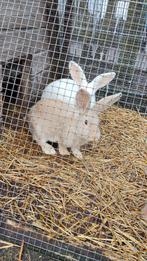 Vlaamse reus, Dieren en Toebehoren, Vrouwelijk, Groot