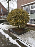 Mooie Bolboom te koop!, Tuin en Terras, Planten | Bomen, Bloeit niet, 100 tot 250 cm, Ophalen, Volle zon