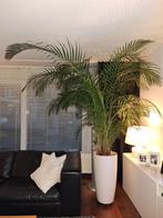 Palm, Ophalen, Halfschaduw, 150 tot 200 cm