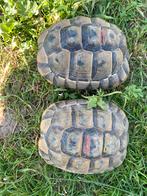 Graeca Ibera vermoedelijk 2 vrouwtjes, Dieren en Toebehoren, Reptielen en Amfibieën, Schildpad