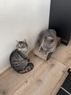 Twee lieve katertjes opzoek naar een nieuw warm huisje, Dieren en Toebehoren, Katten en Kittens | Raskatten | Korthaar, Kater