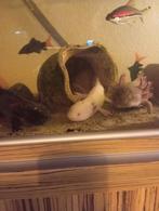 Axolotl te koop, Dieren en Toebehoren, Reptielen en Amfibieën, 0 tot 2 jaar