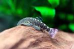 Aanbieding!!! Pseudogastromyson ocellatus!!!, Dieren en Toebehoren, Vissen | Aquariumvissen, Vis, Zoetwatervis
